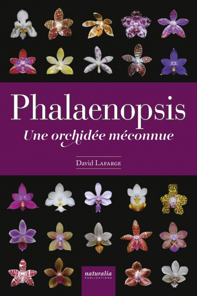 Phalaenopsis. Une orchidée méconnue Phalaenopsis. Une orchidée méconnue